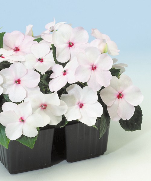 276.030 Impatiens F1 balance bright eye